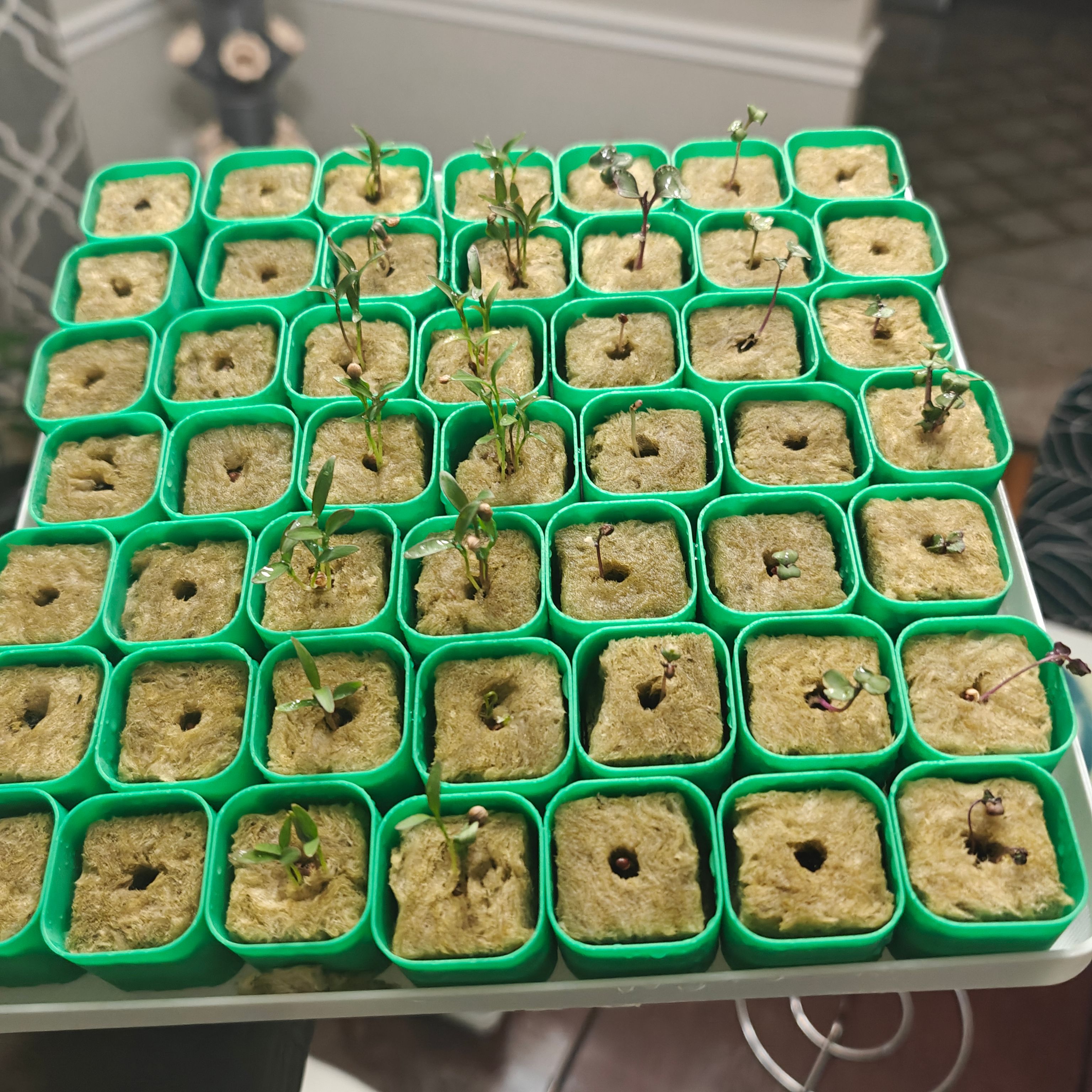 Seedling Starter Tray